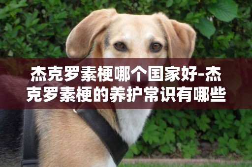 杰克羅素梗哪個國家好-杰克羅素梗的養護常識有哪些？