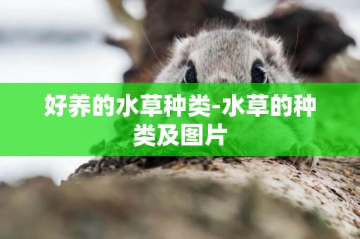 好養的水草種類-水草的種類及圖片