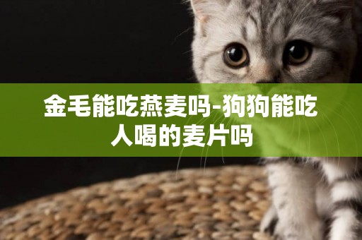 金毛能吃燕麥嗎-狗狗能吃人喝的麥片嗎