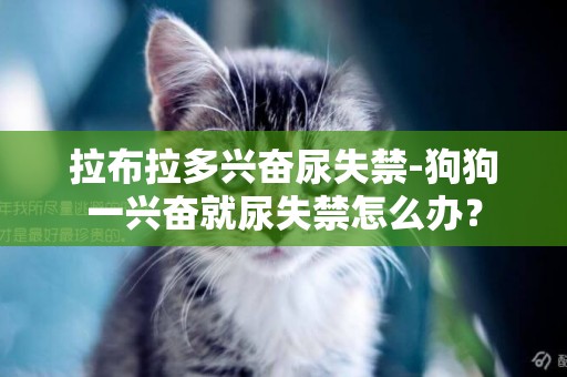 拉布拉多興奮尿失禁-狗狗一興奮就尿失禁怎么辦？