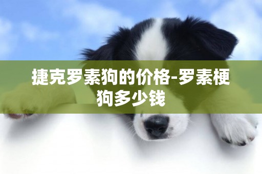 捷克羅素狗的價格-羅素梗狗多少錢