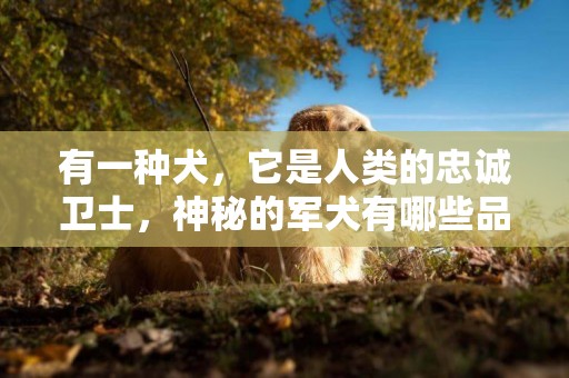 有一種犬，它是人類的忠誠衛士，神秘的軍犬有哪些品種？ 