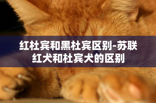 紅杜賓和黑杜賓區別-蘇聯紅犬和杜賓犬的區別