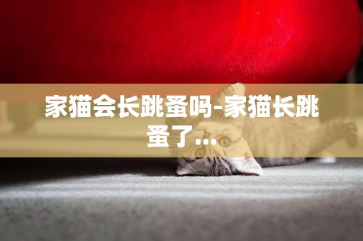 家貓會長跳蚤嗎-家貓長跳蚤了...