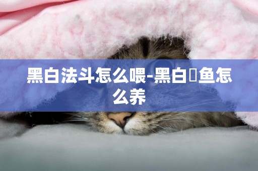 黑白法斗怎么喂-黑白魟魚怎么養