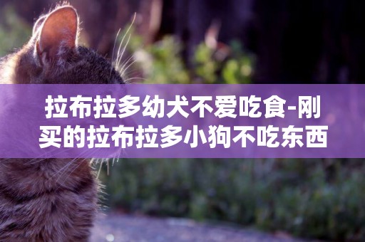 拉布拉多幼犬不愛吃食-剛買的拉布拉多小狗不吃東西