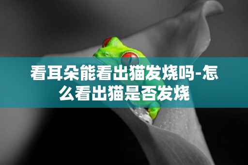 看耳朵能看出貓發燒嗎-怎么看出貓是否發燒