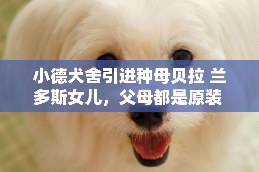 小德犬舍引進種母貝拉 蘭多斯女兒，父母都是原裝 