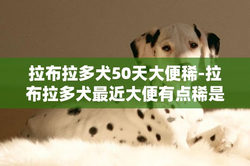 拉布拉多犬50天大便稀-拉布拉多犬最近大便有點稀是什么問題