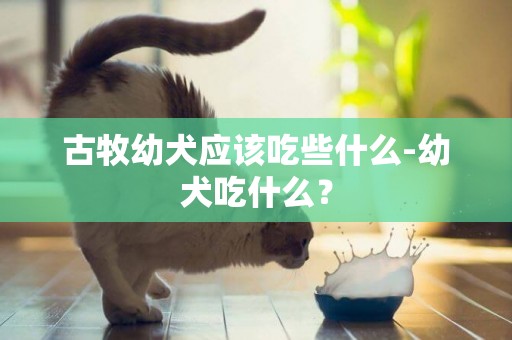 古牧幼犬應該吃些什么-幼犬吃什么？