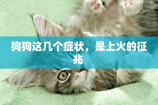 狗狗這幾個癥狀，是上火的征兆 