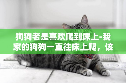 狗狗老是喜歡爬到床上-我家的狗狗一直往床上爬，該怎么辦呢？