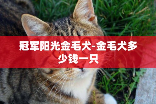 冠軍陽光金毛犬-金毛犬多少錢一只