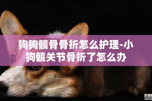 狗狗髖骨骨折怎么護理-小狗髖關節骨折了怎么辦