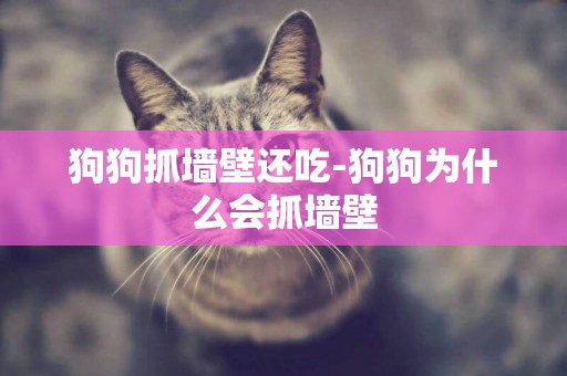 狗狗抓墻壁還吃-狗狗為什么會抓墻壁