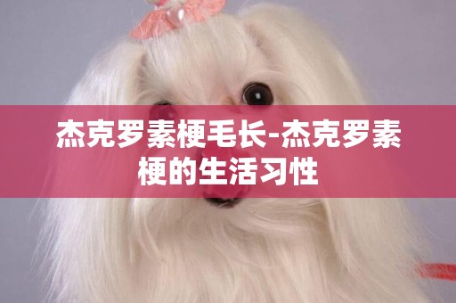 杰克羅素梗毛長-杰克羅素梗的生活習性