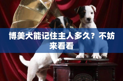 博美犬能記住主人多久？不妨來看看