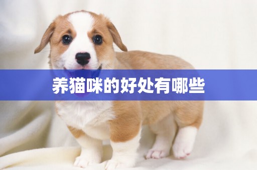 養貓咪的好處有哪些