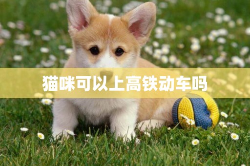 貓咪可以上高鐵動車嗎