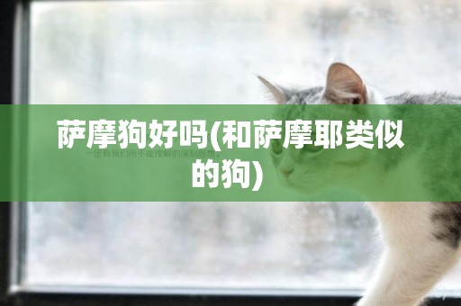 薩摩狗好嗎(和薩摩耶類似的狗) 
