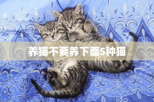 養貓不要養下面5種貓