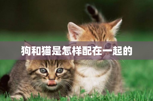 狗和貓是怎樣配在一起的