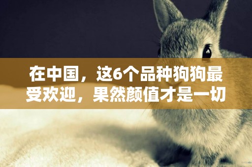 在中國，這6個品種狗狗最受歡迎，果然顏值才是一切 