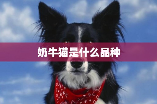 奶牛貓是什么品種