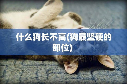 什么狗長不高(狗最堅硬的部位) 