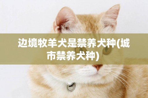 邊境牧羊犬是禁養犬種(城市禁養犬種) 