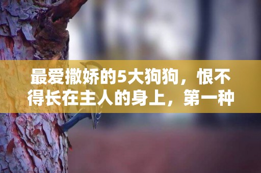 最愛撒嬌的5大狗狗，恨不得長在主人的身上，第一種養的人最多 