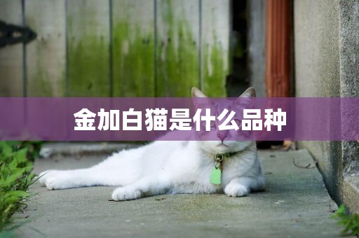 金加白貓是什么品種