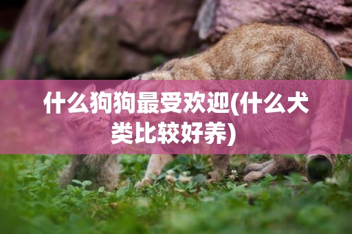 什么狗狗最受歡迎(什么犬類比較好養) 