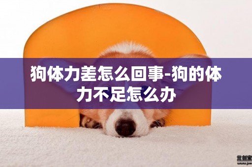 狗體力差怎么回事-狗的體力不足怎么辦