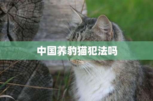 中國養豹貓犯法嗎