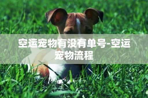 空運寵物有沒有單號-空運寵物流程