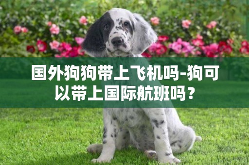 國外狗狗帶上飛機嗎-狗可以帶上國際航班嗎？