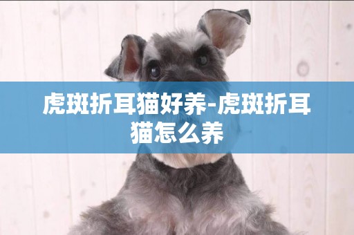 虎斑折耳貓好養-虎斑折耳貓怎么養