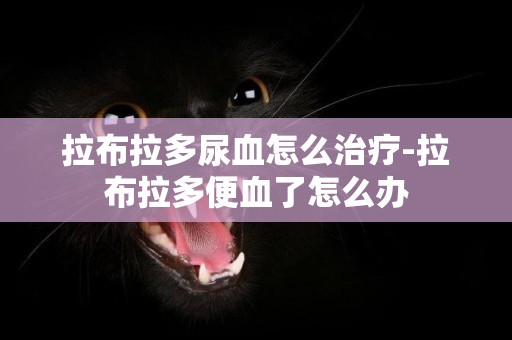 拉布拉多尿血怎么治療-拉布拉多便血了怎么辦