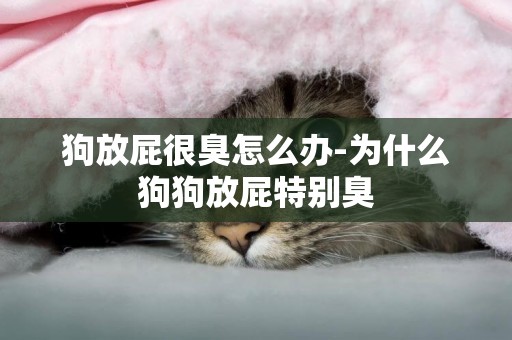 狗放屁很臭怎么辦-為什么狗狗放屁特別臭