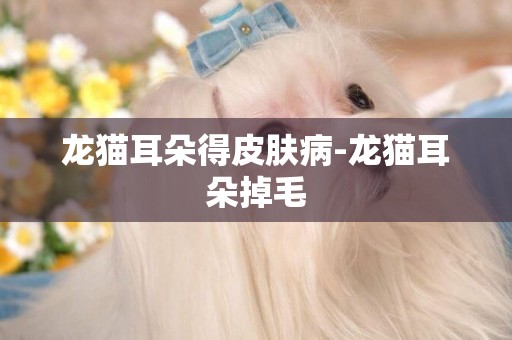 龍貓耳朵得皮膚病-龍貓耳朵掉毛