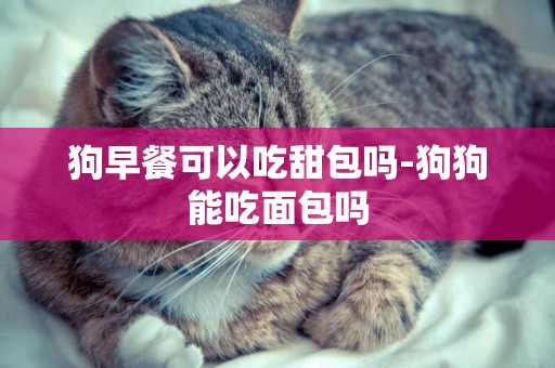 狗早餐可以吃甜包嗎-狗狗能吃面包嗎