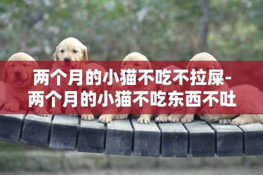 兩個月的小貓不吃不拉屎-兩個月的小貓不吃東西不吐拉屎也正常