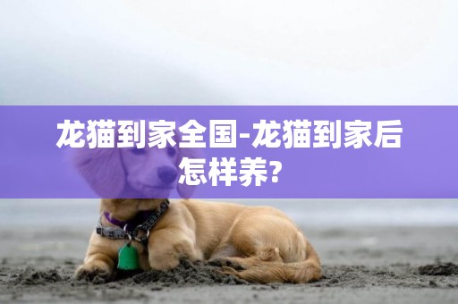 龍貓到家全國-龍貓到家后怎樣養?