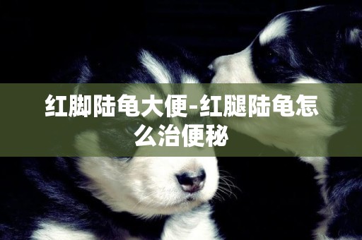 紅腳陸龜大便-紅腿陸龜怎么治便秘