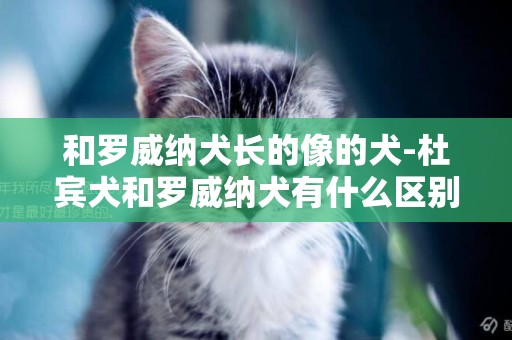 和羅威納犬長的像的犬-杜賓犬和羅威納犬有什么區別