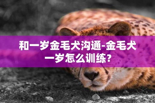 和一歲金毛犬溝通-金毛犬一歲怎么訓練？