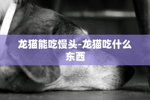 龍貓能吃饅頭-龍貓吃什么東西