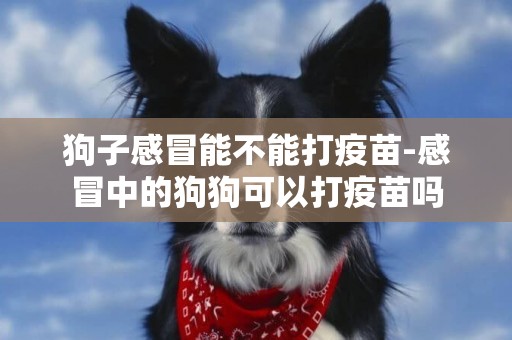 狗子感冒能不能打疫苗-感冒中的狗狗可以打疫苗嗎