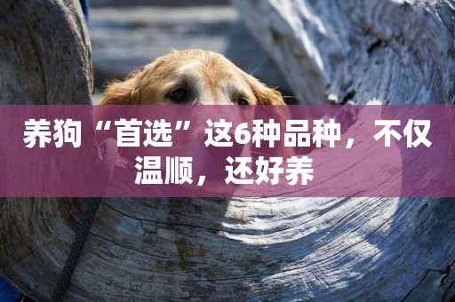 養狗“首選”這6種品種，不僅溫順，還好養 